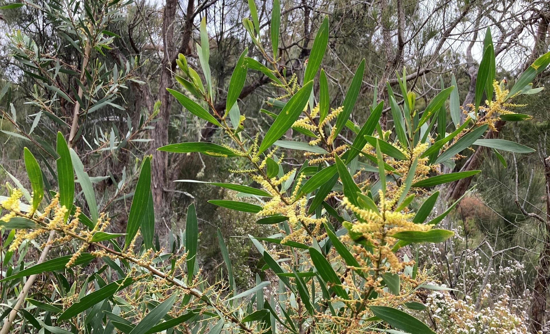 Eastern States Wattle Weed Control Continues in Denmark